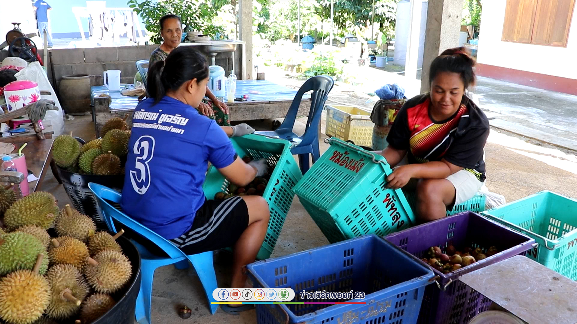 "มังคุด"ล้นตลาดพาณิชย์จังหวัดจับมือพ่อค้ารายใหญ่เข้าช่วยเกษตรกรรับซื้อ