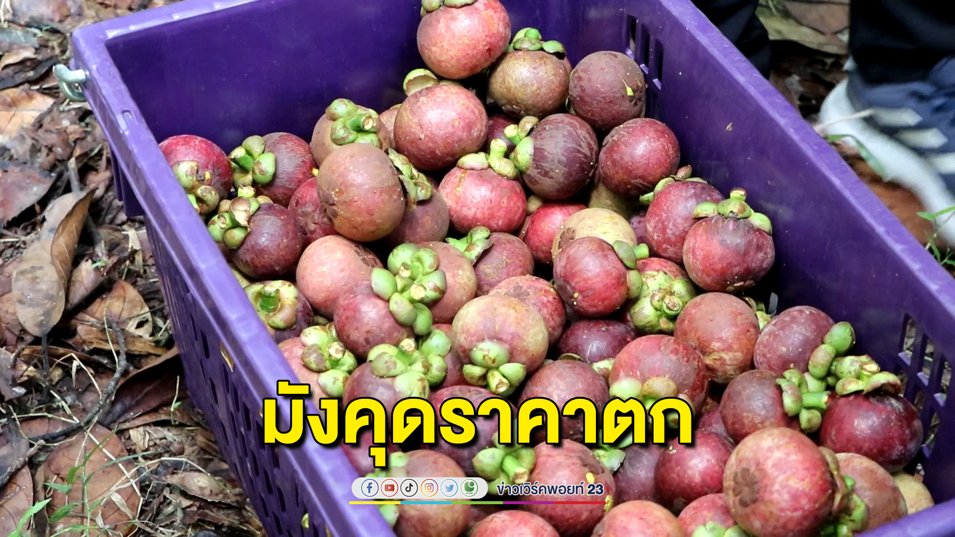 "มังคุด"ล้นตลาดพาณิชย์จังหวัดจับมือพ่อค้ารายใหญ่เข้าช่วยเกษตรกรรับซื้อ