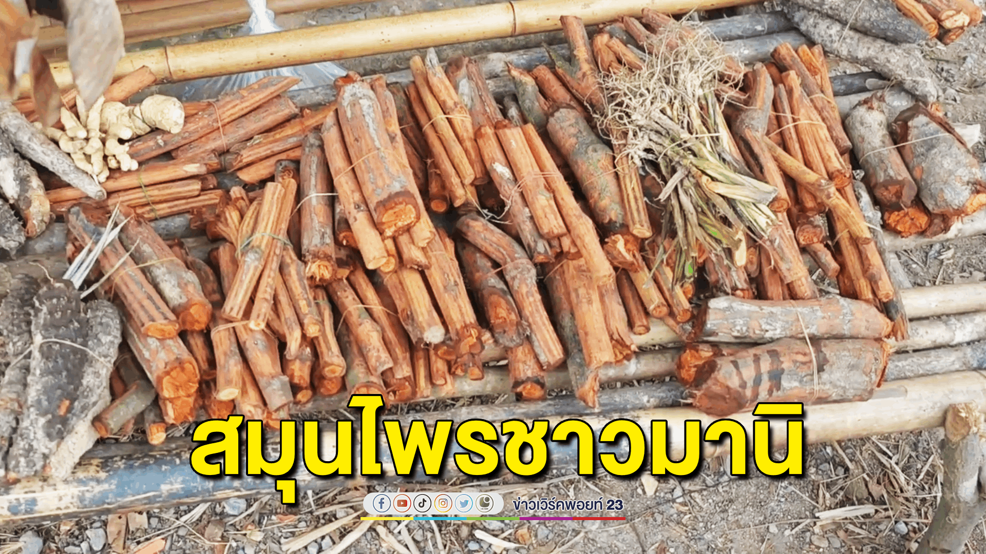 นทท.แห่ซื้อสมุนไพรจากป่าลึกของชาวมานิ ที่ขายริมถนน เชื่อของดีจากป่าลึก