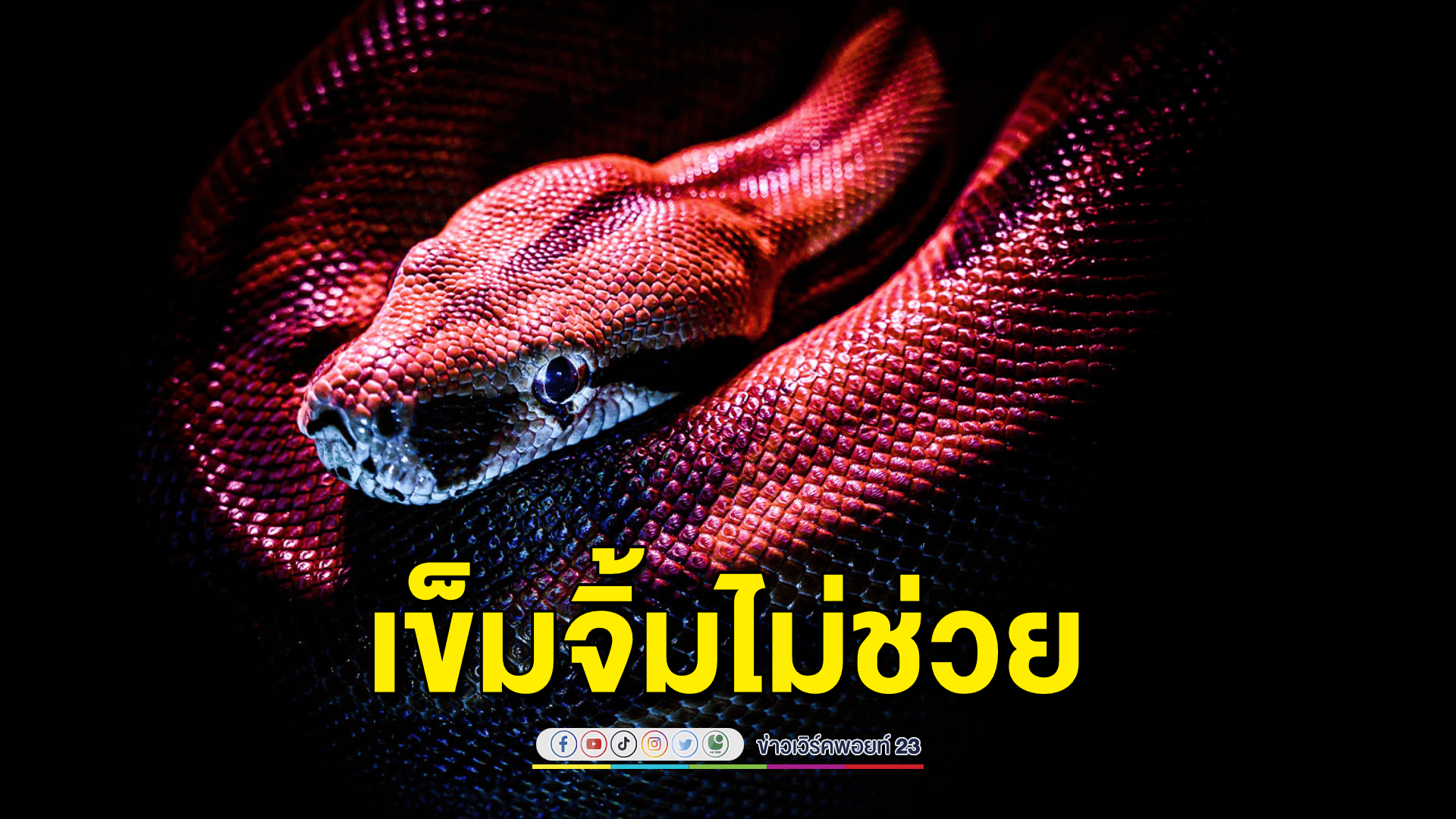 แผลงูกัด รักษาด้วยการใช้เข็มจิ้มไม่ได้