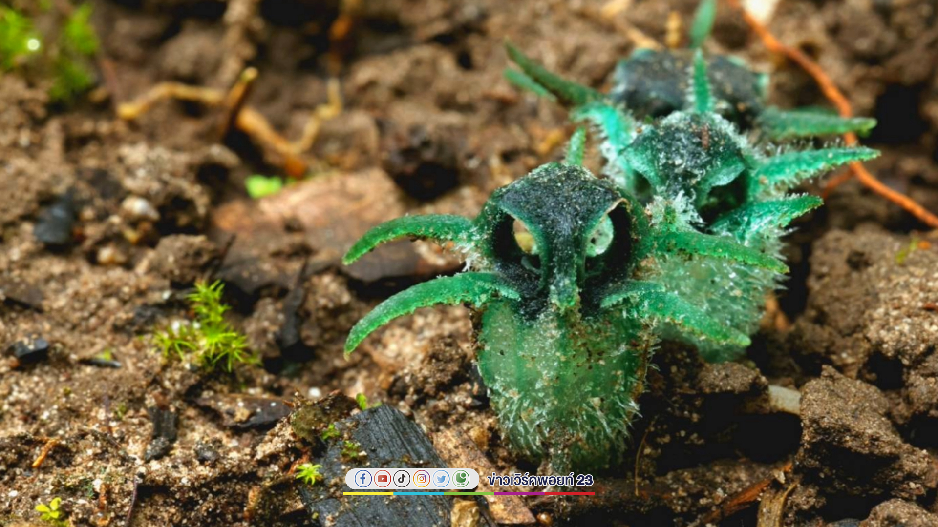 หนึ่งปีมีครั้งเดียว "พิศวงตานกฮูก" พืชหายากบนดอยหัวหมดอุ้มผาง