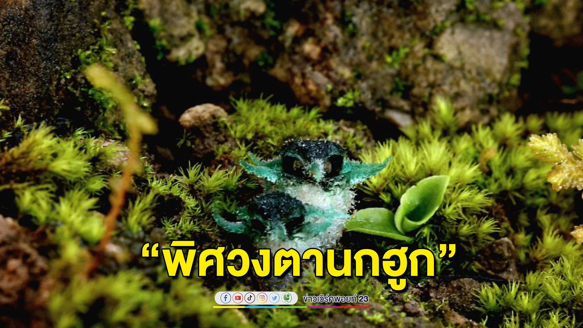 หนึ่งปีมีครั้งเดียว "พิศวงตานกฮูก" พืชหายากบนดอยหัวหมดอุ้มผาง