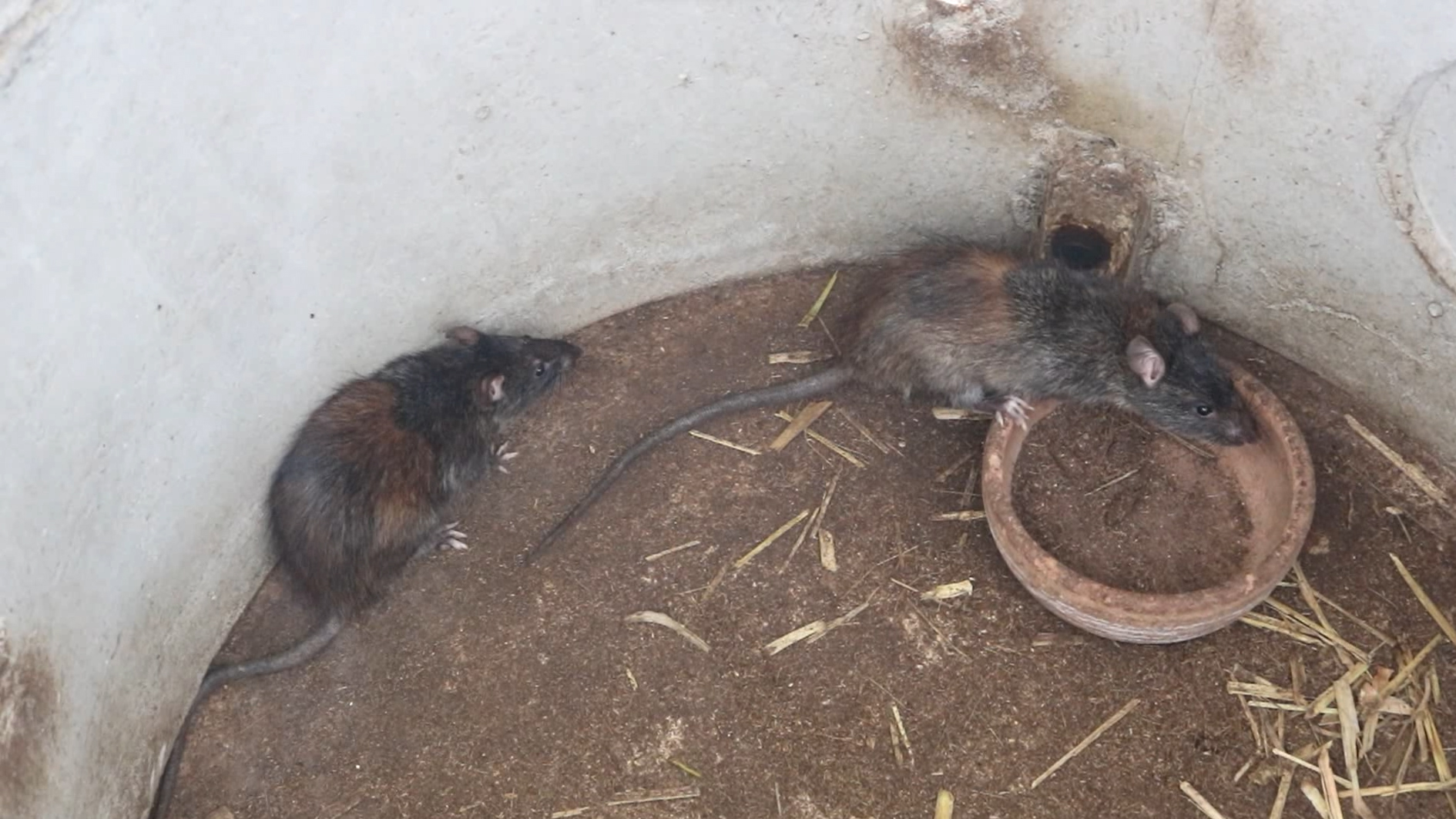 นศ.ราชภัฏฯเลี้ยง"หนูพุก" 15 คู่ บ่อซีเมนต์ ส่งขายราคาดี สร้างรายได้ระหว่างเรียน