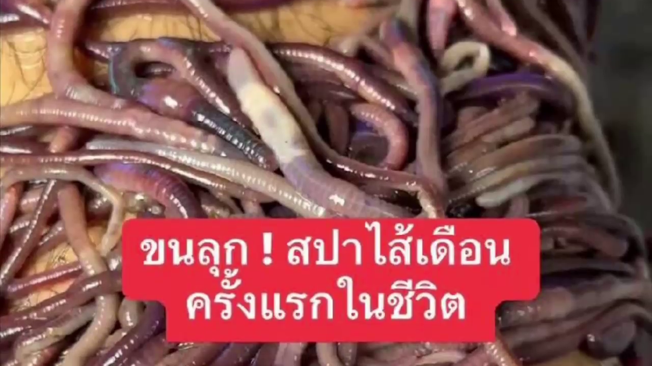 เตือน! สปาไส้เดือน เสี่ยงเชื้อเข้าร่างกาย