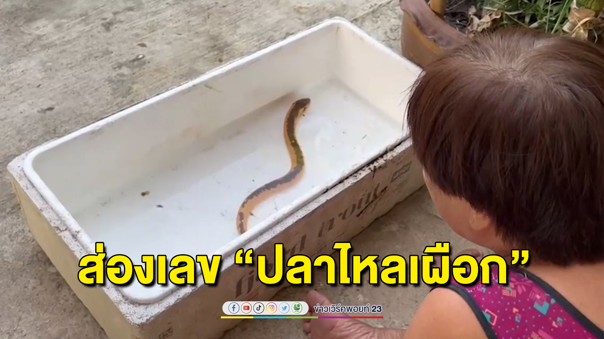 ยาย 68 ส่องเลขปลาไหลเผือก