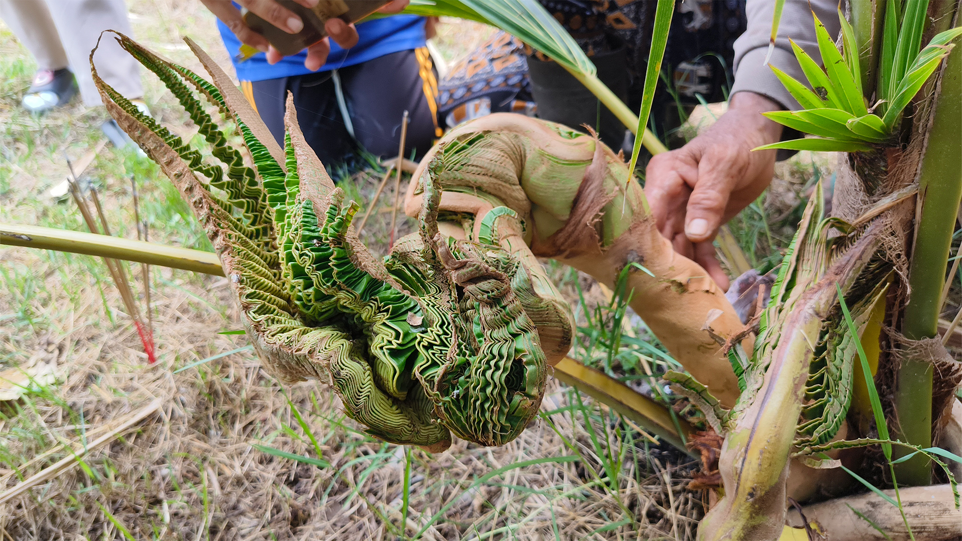 ฮือฮาพบยอดมะพร้าวคล้ายเศียรพญานาค 9 เศียร คอหวยไม่พลาดแห่ขอโชคงวดนี้
