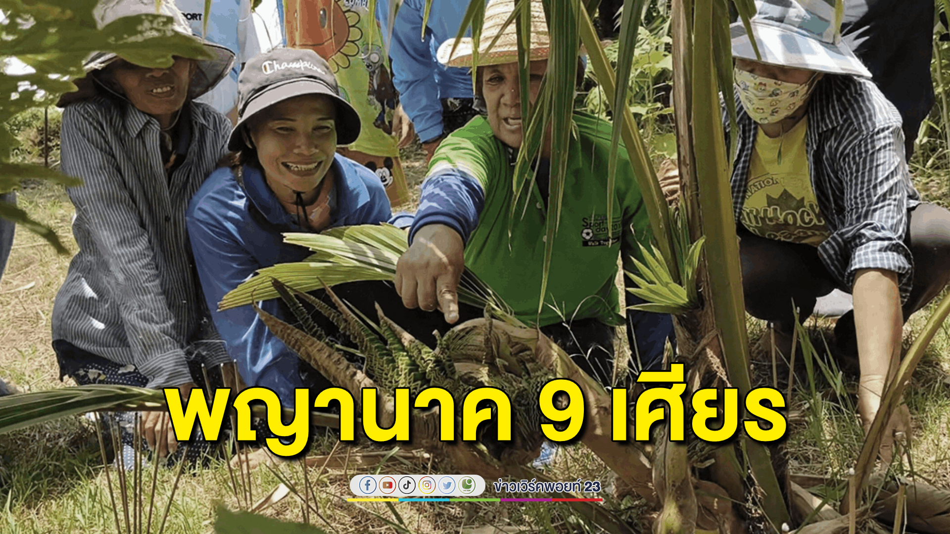 ฮือฮาพบยอดมะพร้าวคล้ายเศียรพญานาค 9 เศียร คอหวยไม่พลาดแห่ขอโชคงวดนี้