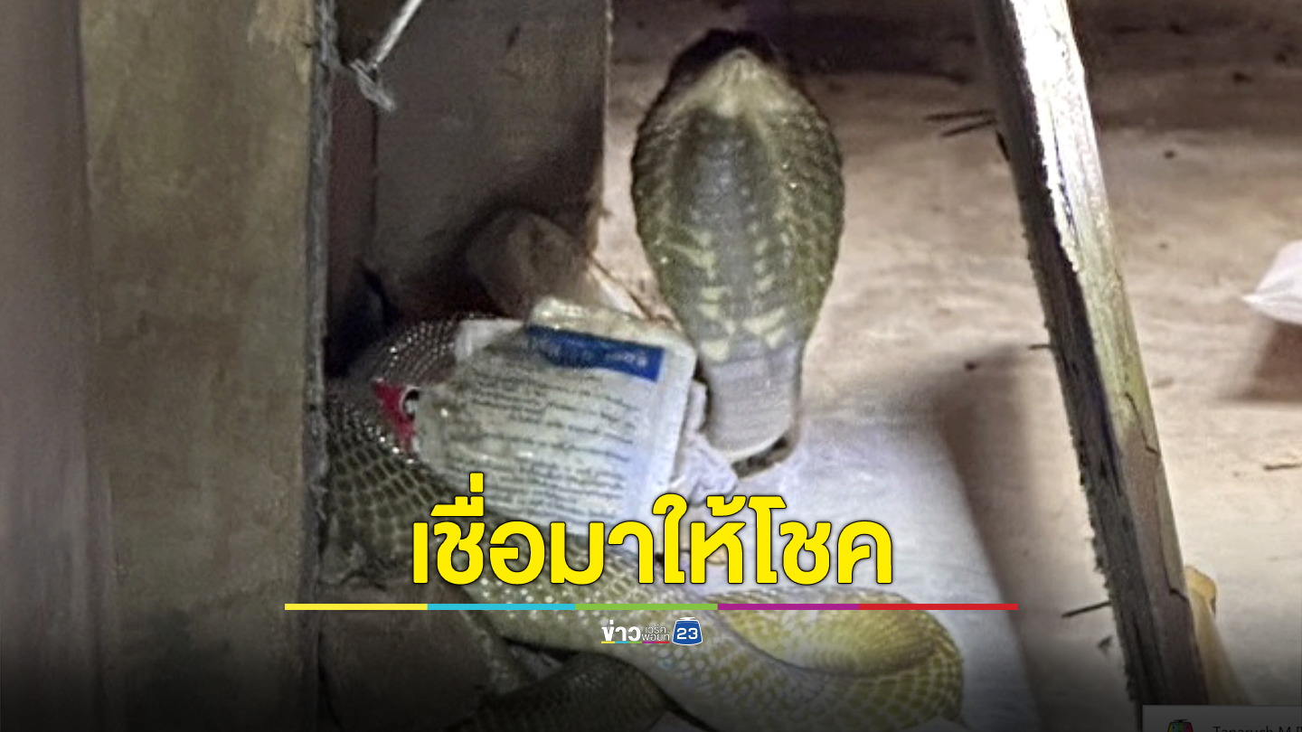 จับงูเห่าวันพระ เชื่อจะนำโชคลาภมาให้ ไม่พลาดนำเลขที่บ้านไปเสี่ยงโชค