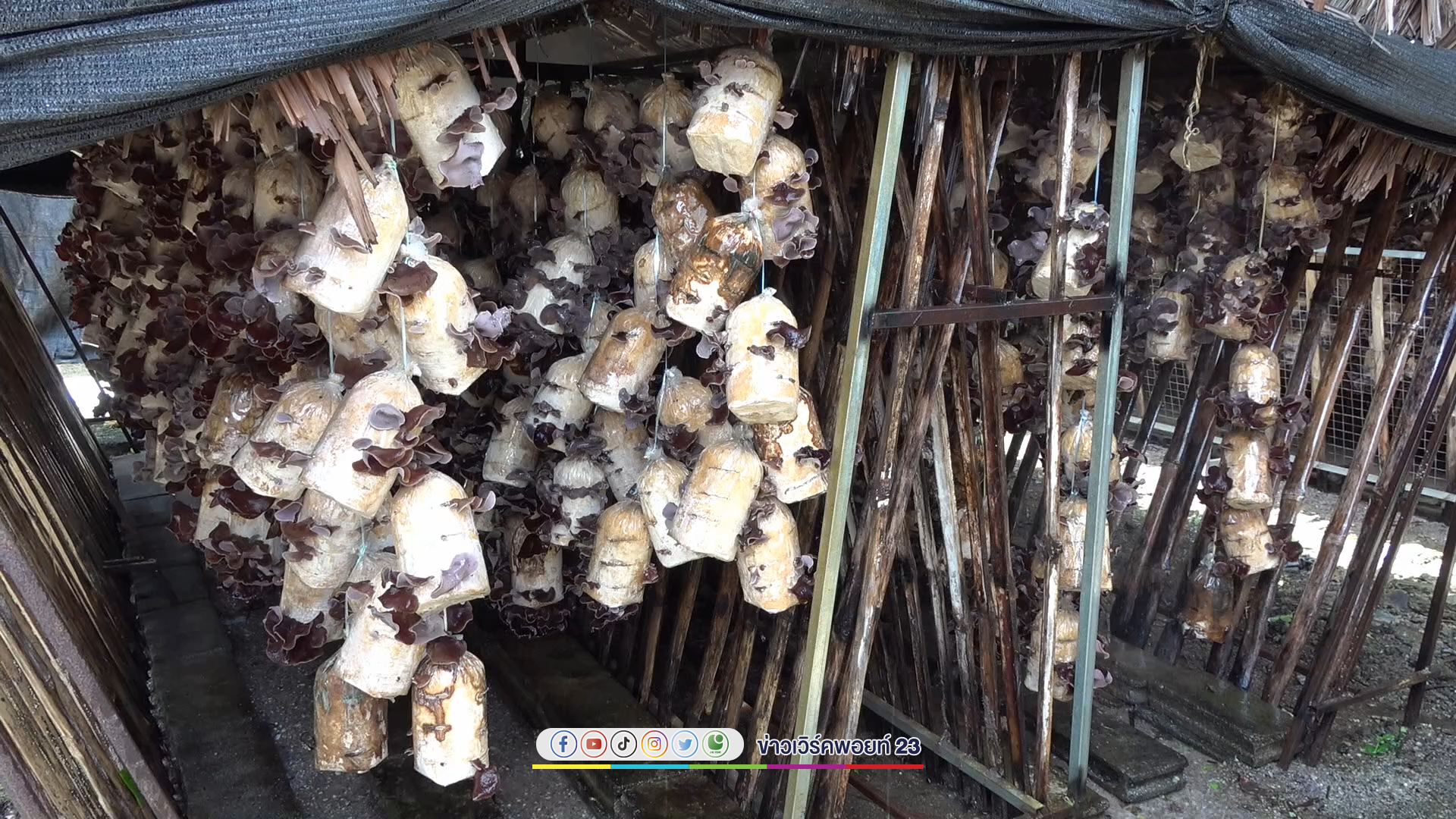 ปลูกเห็ดหูหนู ปลดหนี้ด้วยลำแข้ง สามารถสร้างรายได้ 2 แสนบาทต่อเดือน