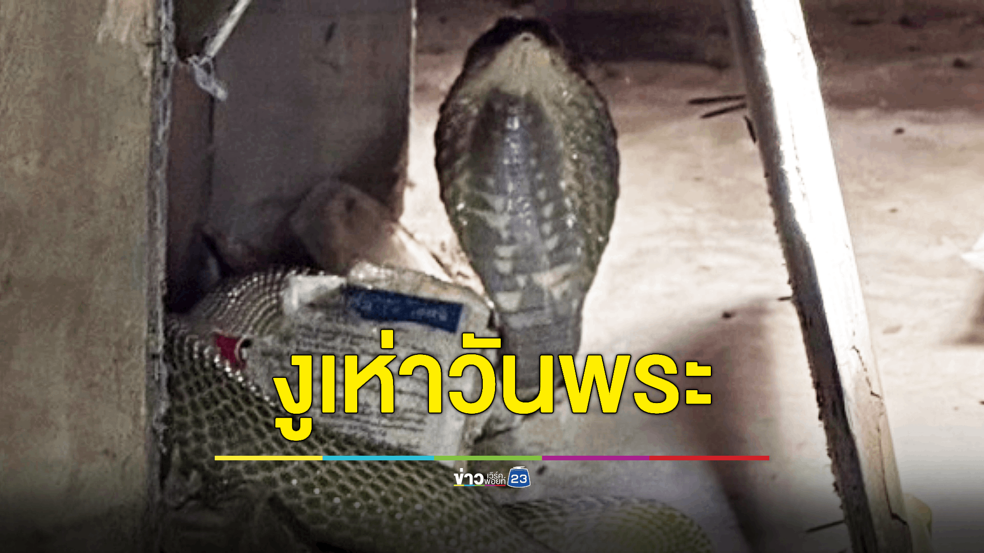 จับงูเห่าวันพระ ยาวเกือบ 2 เมตร เชื่อจะนำโชคลาภมาให้