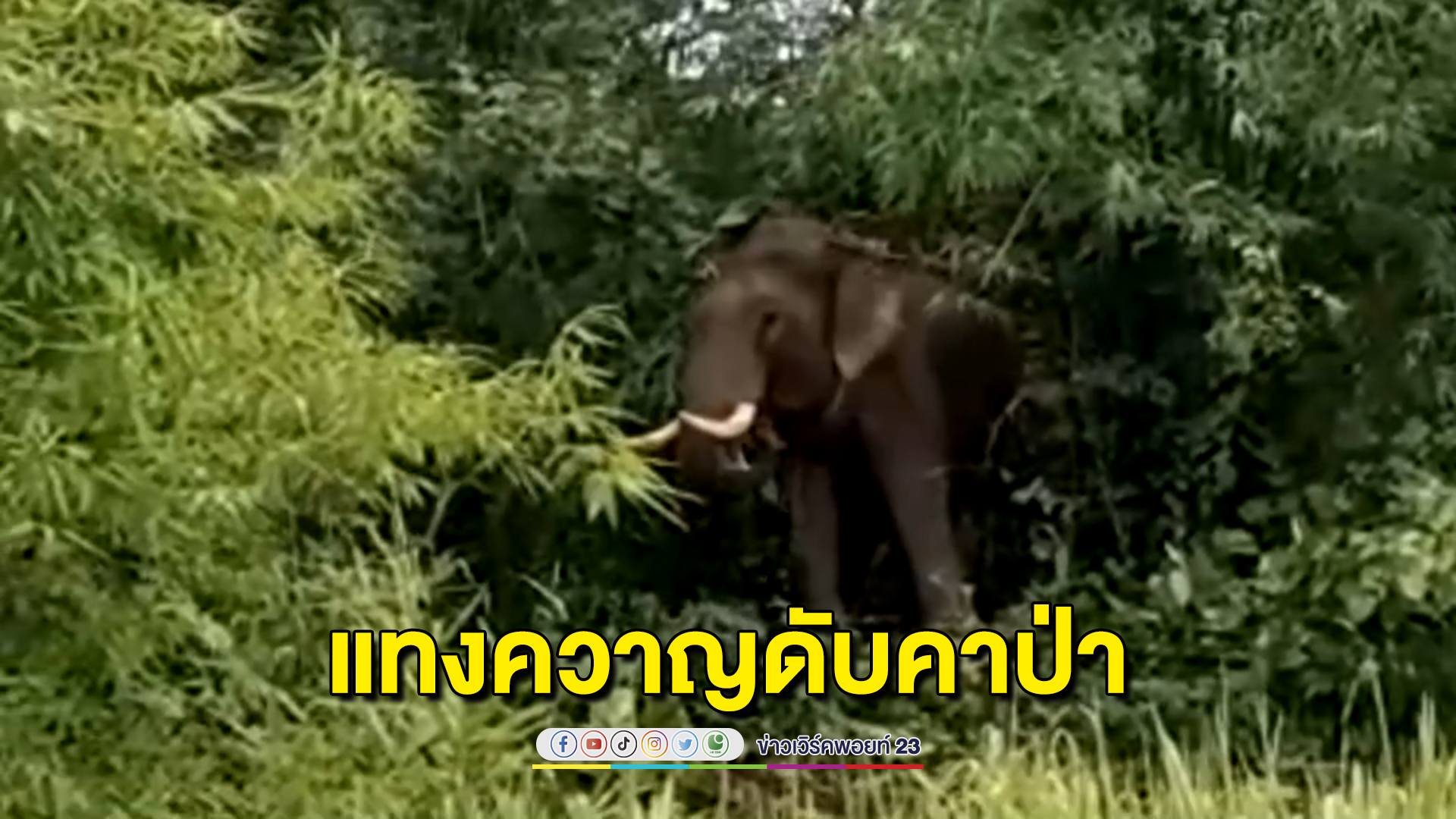 ยิงยาสลบ"พลายพะลูตู"ช้างคลั่งกำลังจะถูกขาย งาแทงควาญ กระทืบซ้ำดับคาป่า เฝ้าศพข้ามคืน