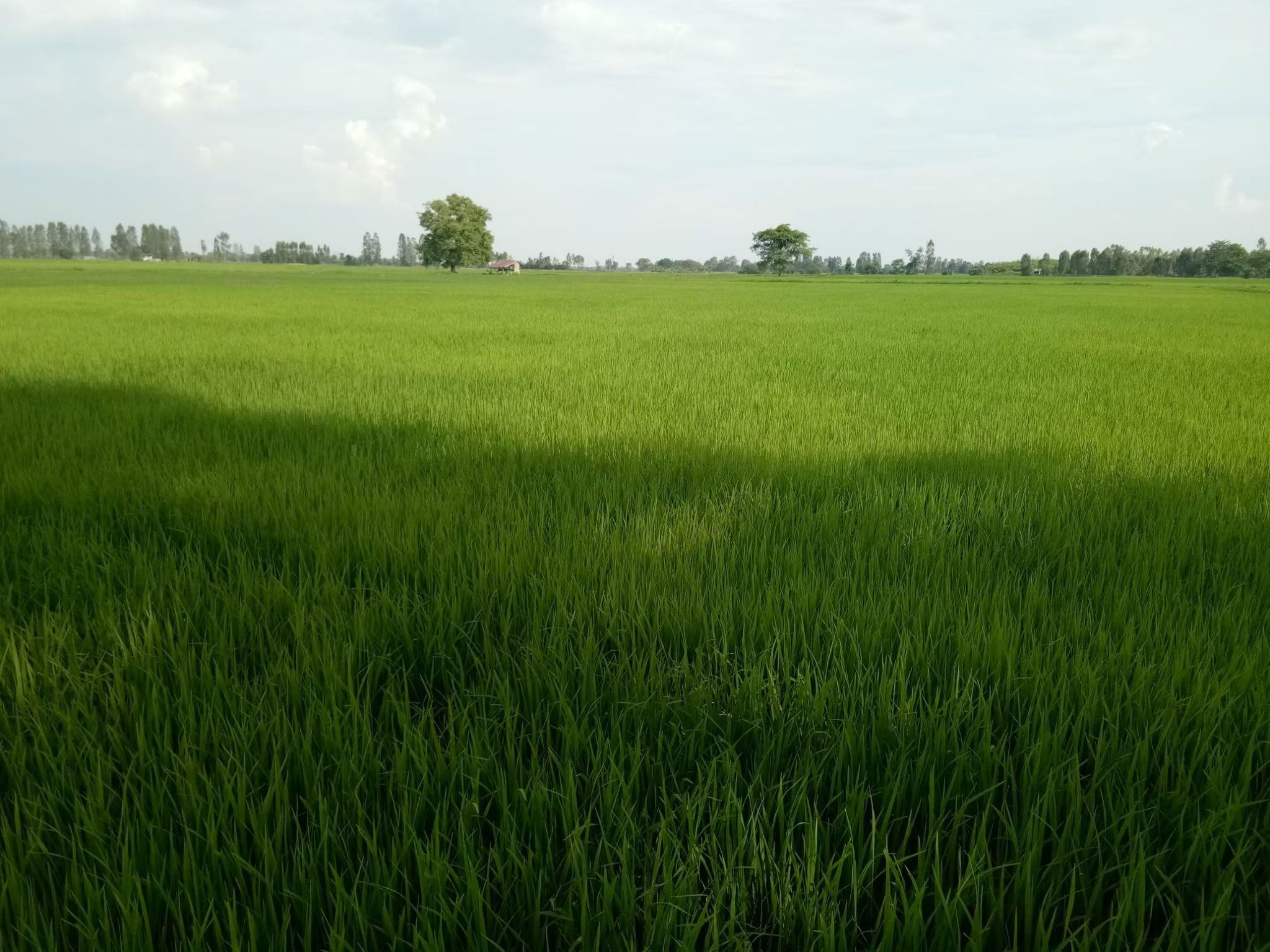เปลี่ยนเมล็ดพันธุ์ข้าวเพื่อผลผลิตที่มีคุณภาพ