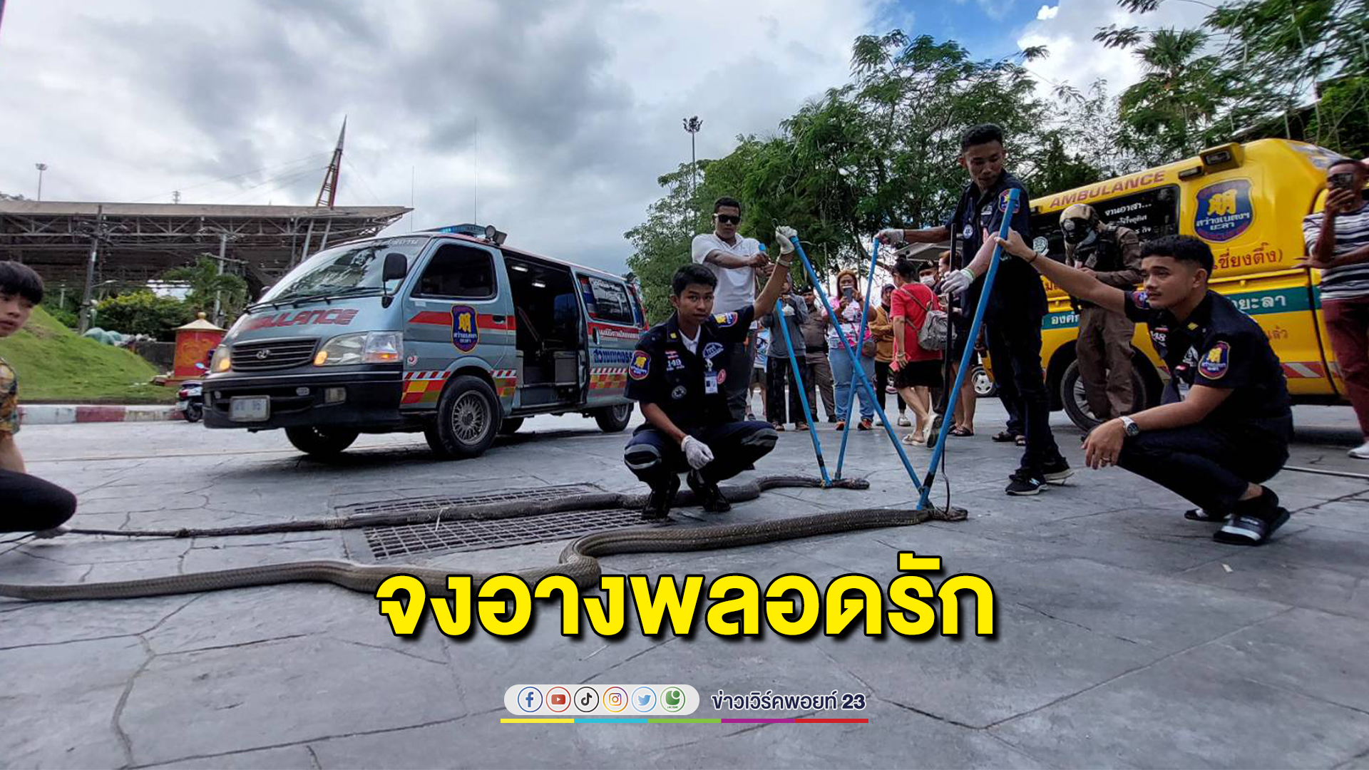 "งูจงอางยักษ์"พลอดรักกลางงานเทศกาลไก่เบตง คอหวยไม่พลาดตีเลขเด็ด