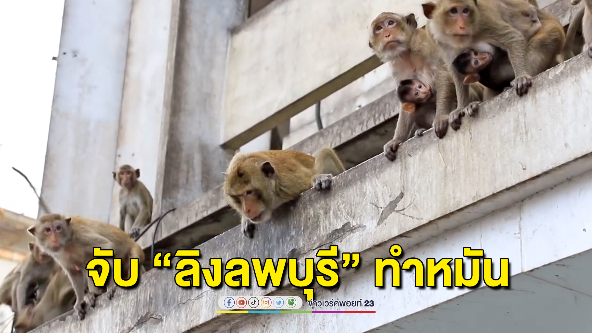 “ลิงลพบุรี” ป่วนเมือง เจ้าหน้าที่เร่งจับทำหมัน