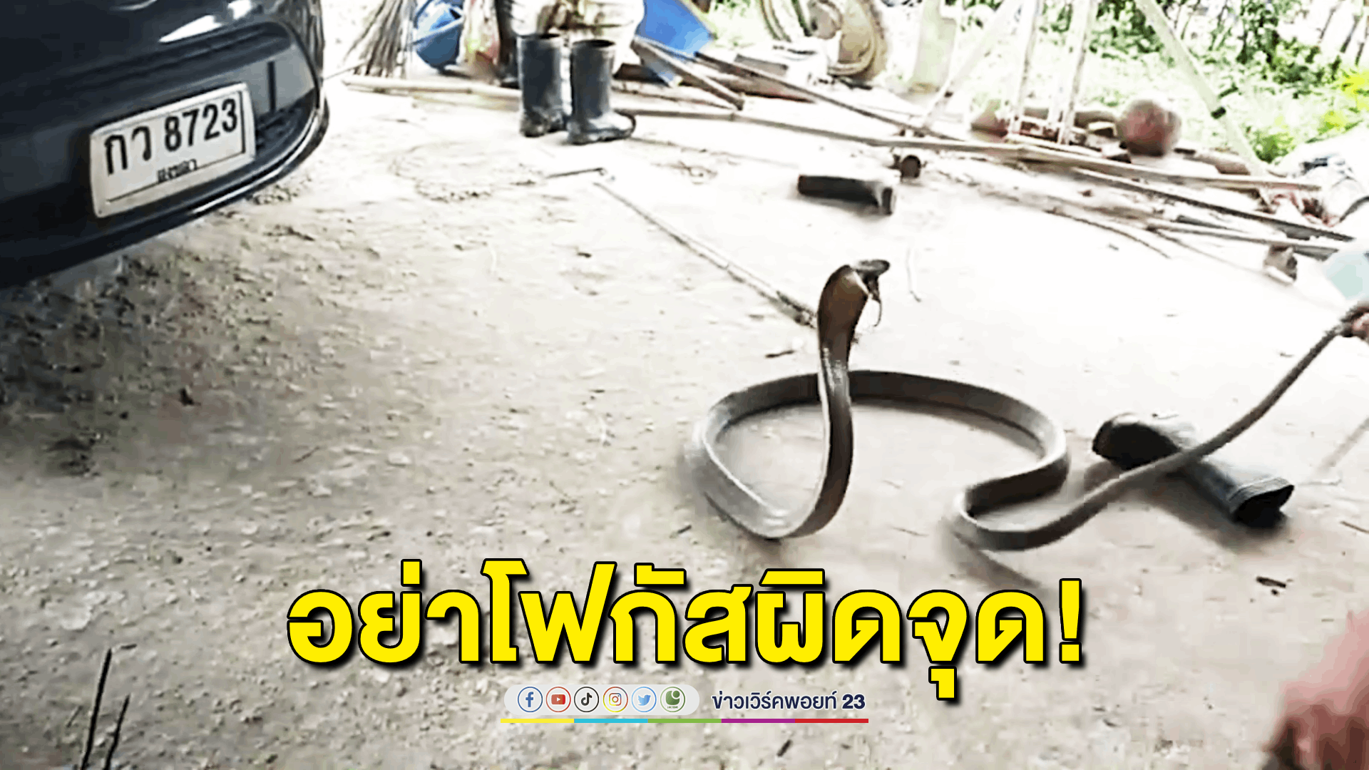 จงอางโคตรดุ! เลื้อยเข้าห้องเครื่องรถยนต์ ขู่ฟู่ๆชูแม่เบี้ยใส่ไม่ยอมให้จับง่ายๆ