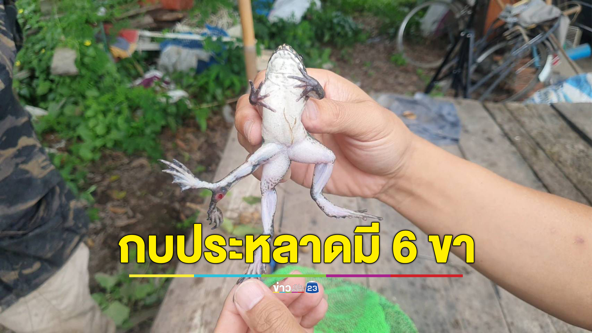 กบแปลก อายุ 4 เดือน มี 6 ขา ชาวบ้านตีหวยลุ้นโชค