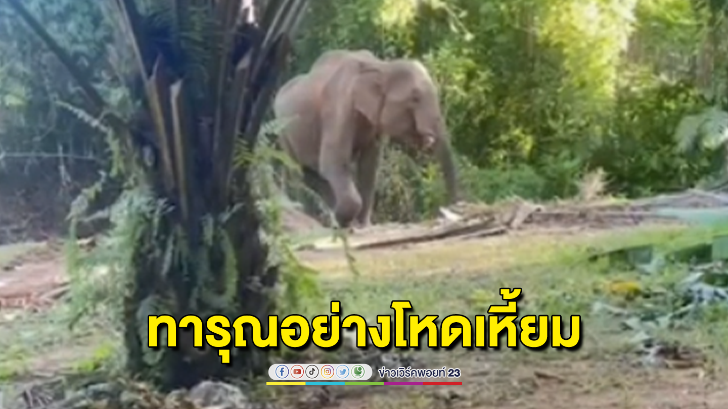 ปศุสัตว์กระบี่ แจ้งดำเนินคดีเจ้าของ พลายเป๊ปซี่ หลังภาพทารุณโผล่