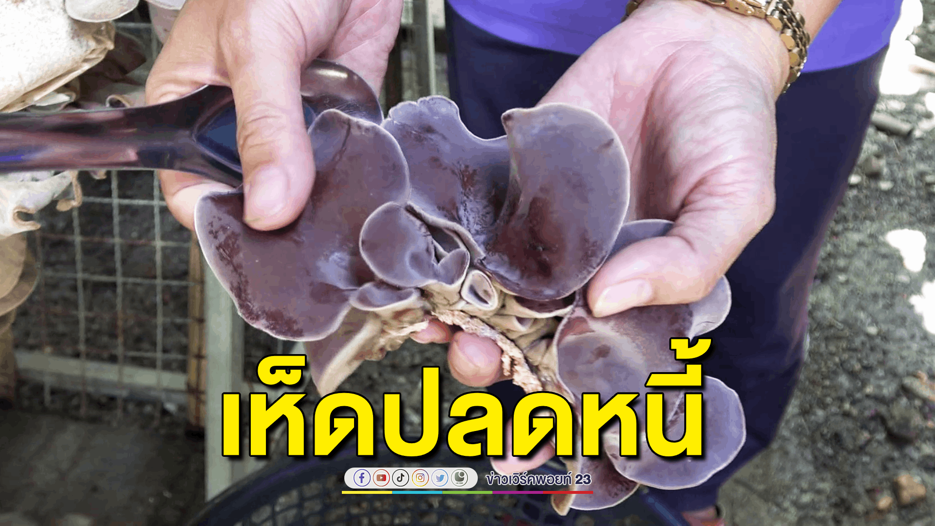 ปลูกเห็ดหูหนู 'ปลดหนี้' รายได้ 2 แสนบาทต่อเดือน