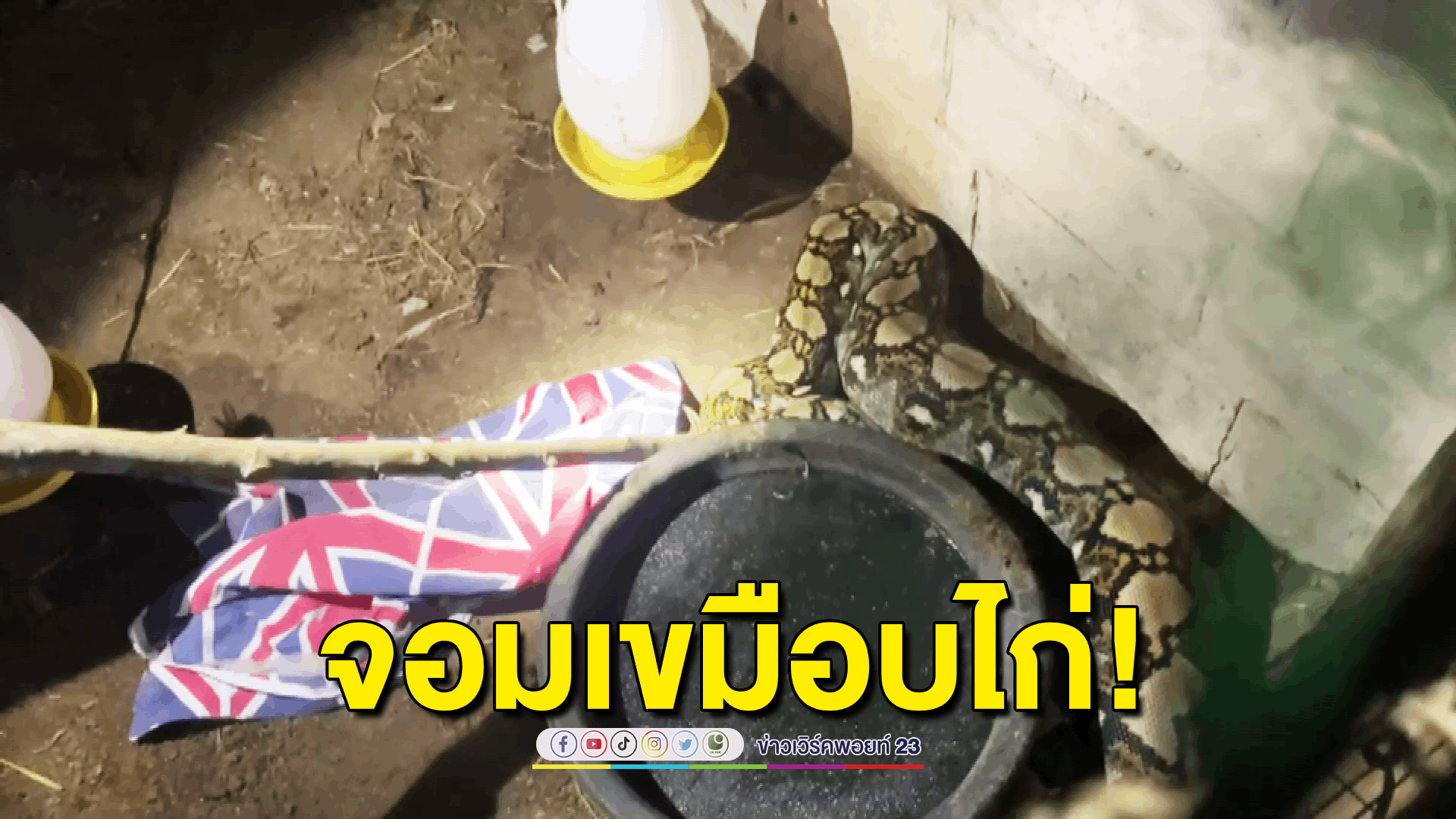 ชาวบ้านผวา! ไอ้เหลือมยักษ์ 4 เมตร กินไก่เกือบเกลี้ยงเล้า