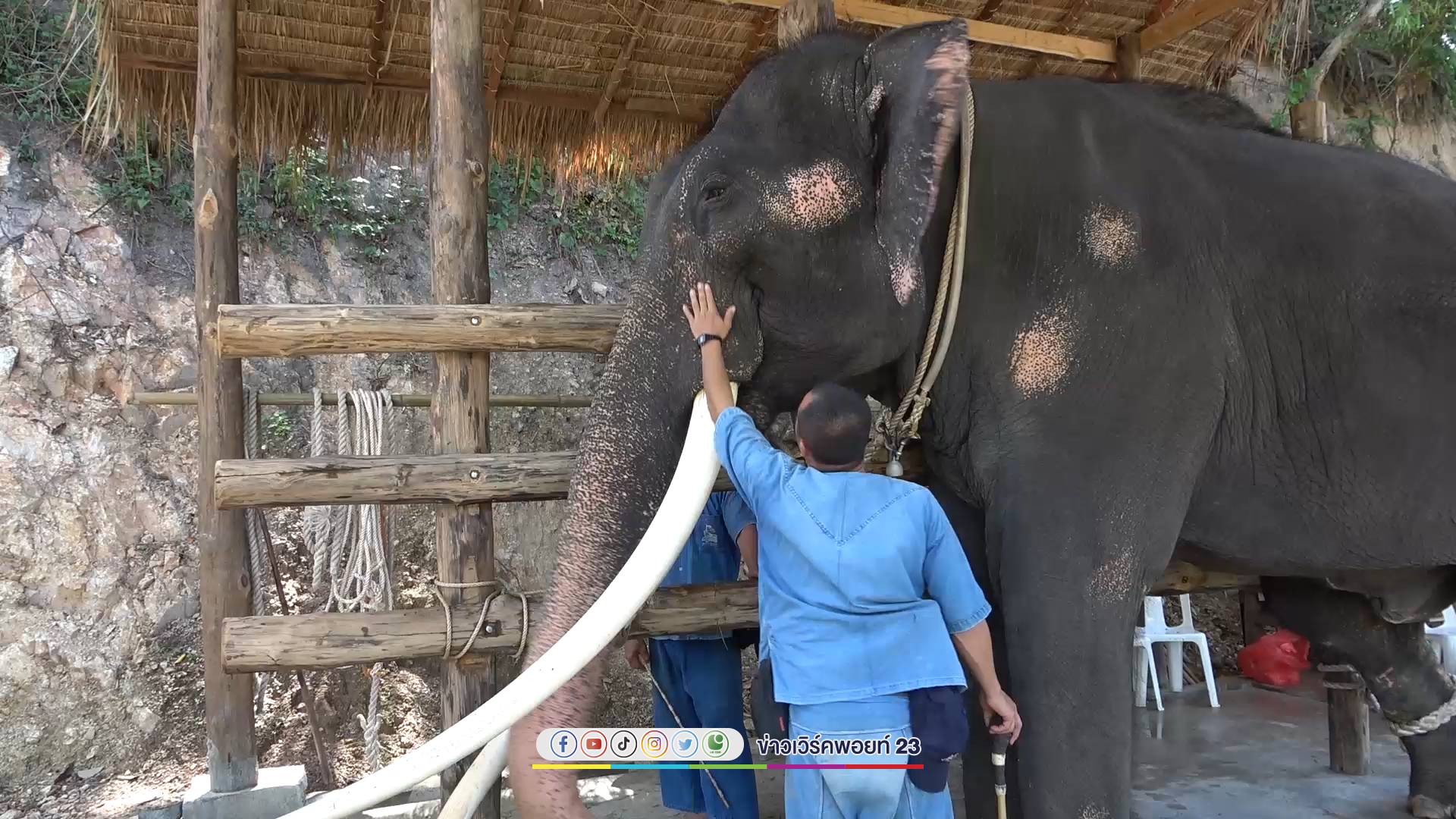 อัปเดตชีวิต"พลายศักดิ์สุรินทร์"ย้ายเข้าบ้านหลังที่สองศูนย์อนุรักษ์ช้างไทย เตรียมทำพิธีฮ้องขวัญช้าง ก่อนเปิดให้ชมฟรีเร็ว ๆ นี้