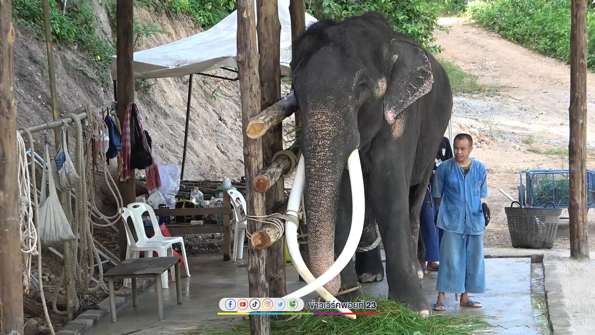 อัปเดตชีวิต"พลายศักดิ์สุรินทร์"ย้ายเข้าบ้านหลังที่สองศูนย์อนุรักษ์ช้างไทย เตรียมทำพิธีฮ้องขวัญช้าง ก่อนเปิดให้ชมฟรีเร็ว ๆ นี้