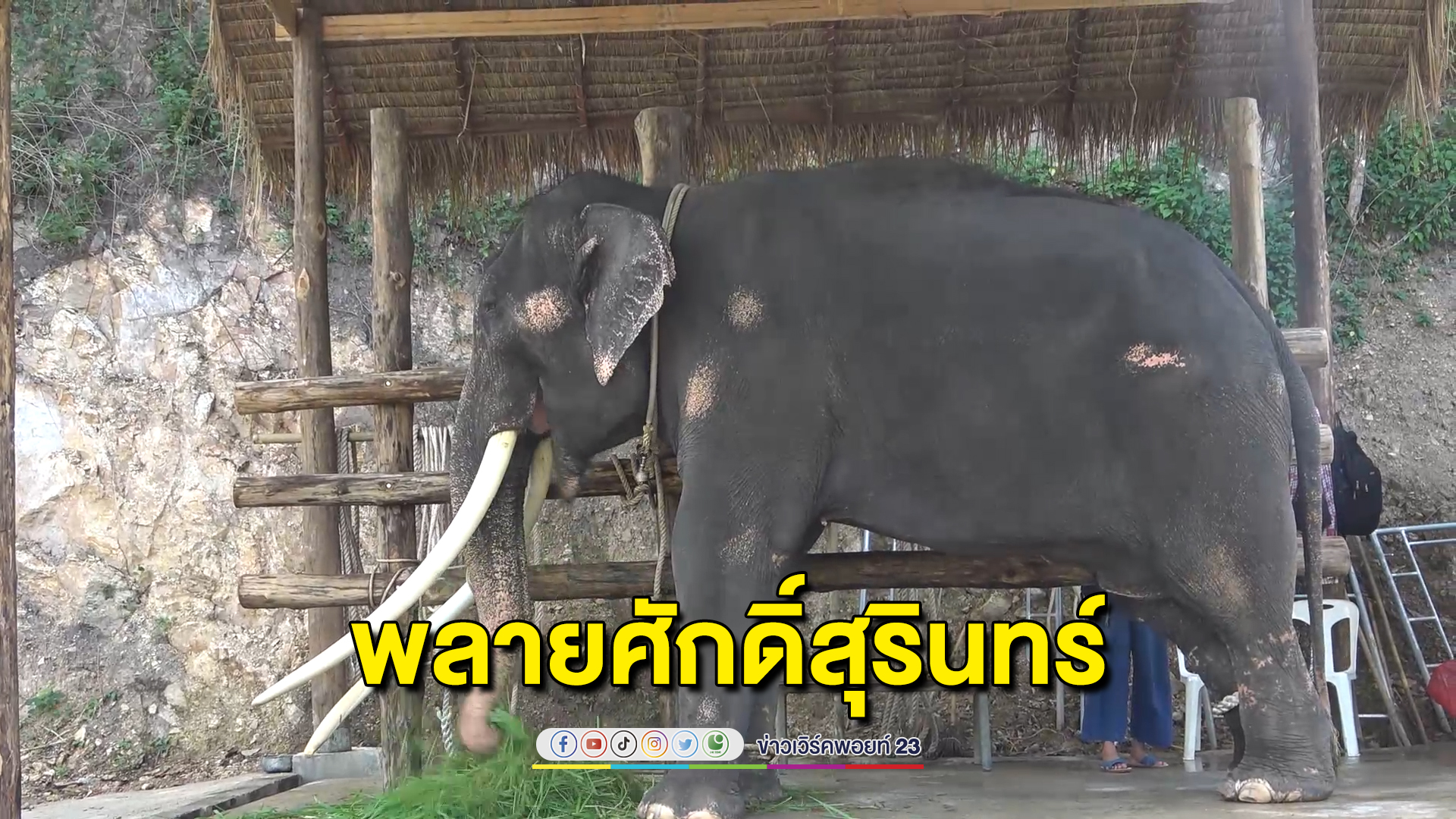 อัปเดตชีวิต"พลายศักดิ์สุรินทร์"ย้ายเข้าบ้านหลังที่สองศูนย์อนุรักษ์ช้างไทย เตรียมทำพิธีฮ้องขวัญช้าง ก่อนเปิดให้ชมฟรีเร็ว ๆ นี้