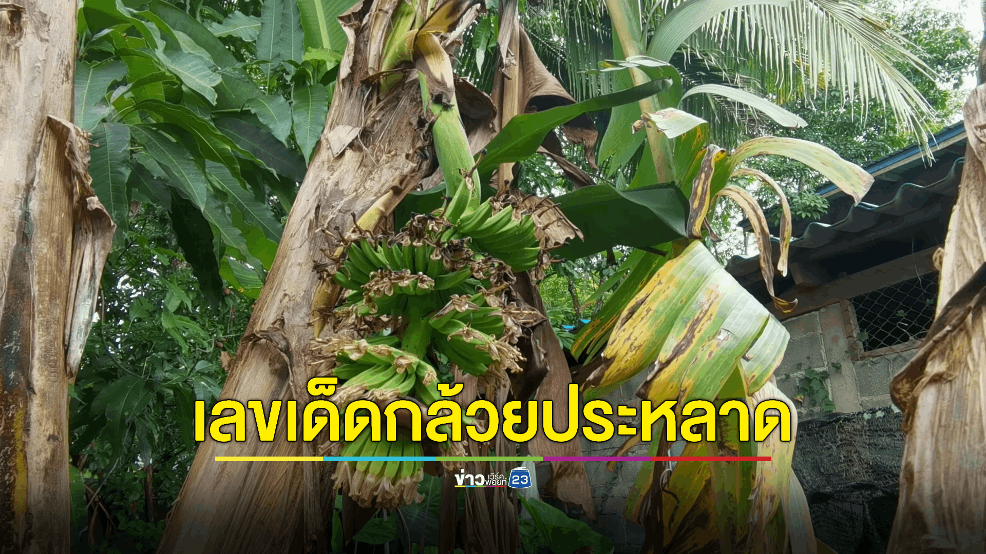 พบกล้วยประหลาด ปลีกล้วยโผล่ออกกลางลำต้น เจ้าของนับจำนวนเอาไปเสี่ยงโชค