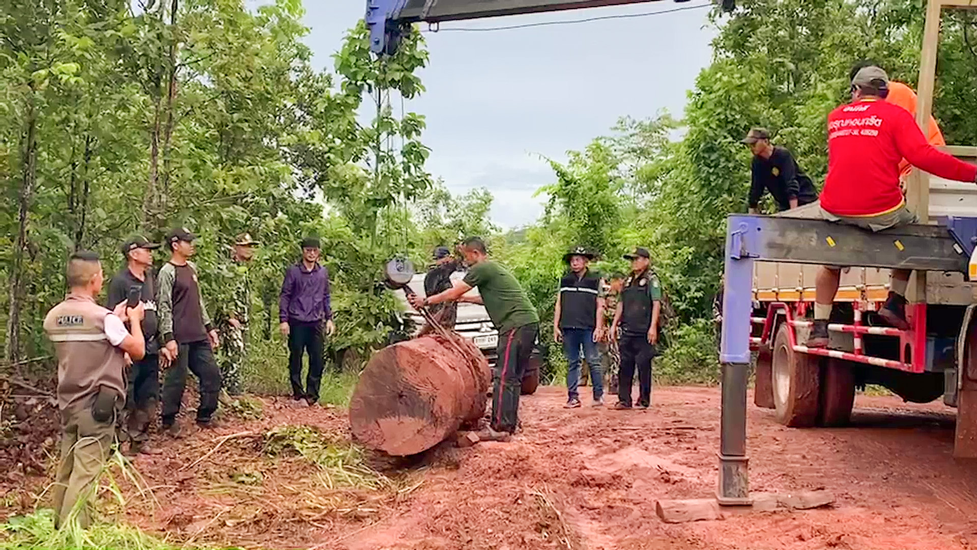 ยึดไม้ประดู่ยักษ์