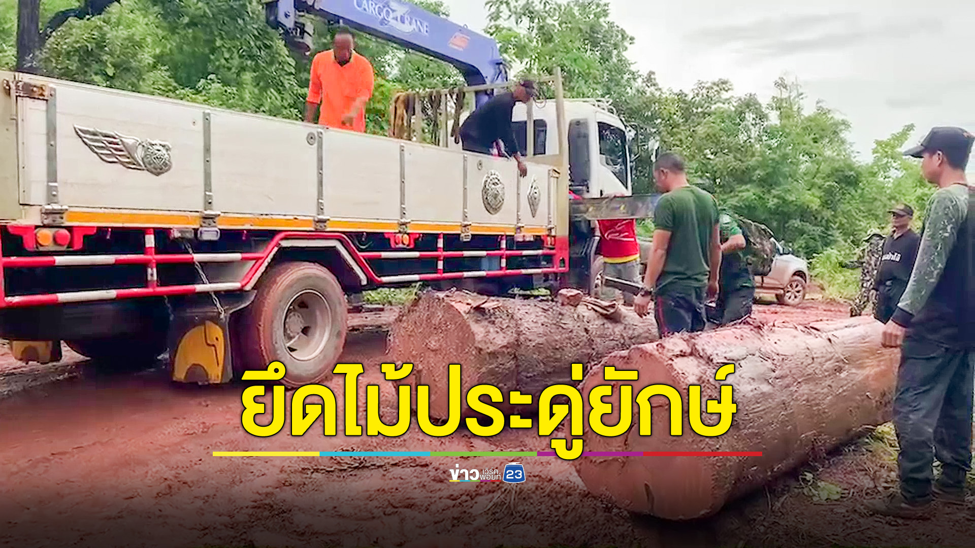 ยึดไม้ประดู่ยักษ์