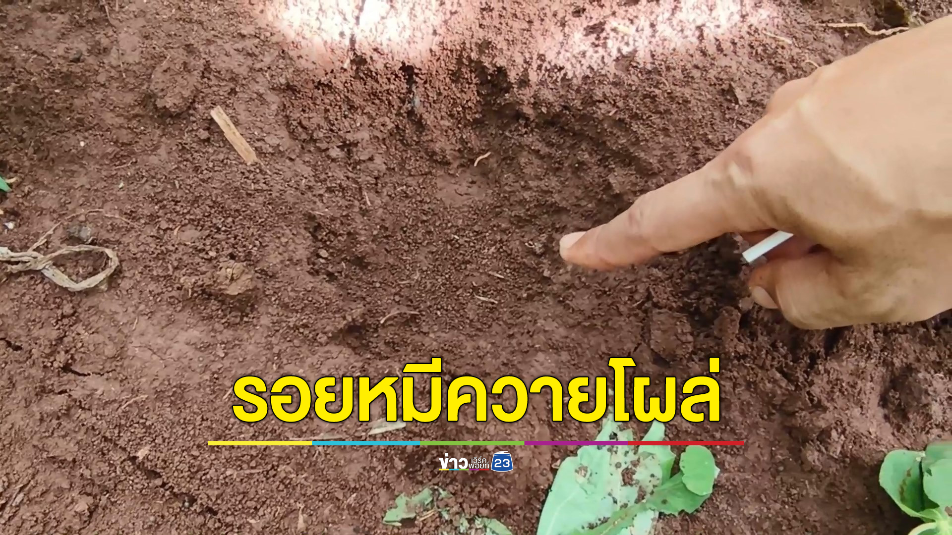 ผวาหมีควายโผล่กางไร่ข้าวโพด จนท.จัดชุดเฝ้าระวังพร้อมเตือนห้ามออกจากบ้านยามวิกาล