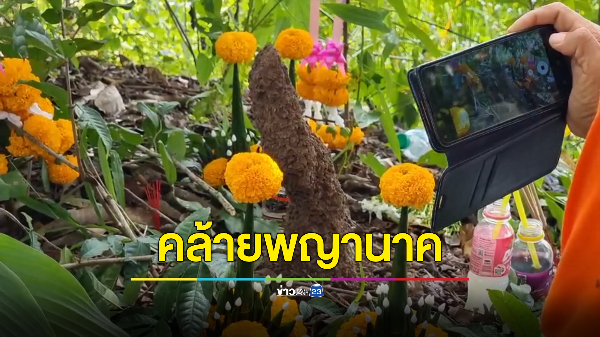ฮือฮาจอมปลวกโผล่ป่าทุ่งนาคล้ายพญานาค