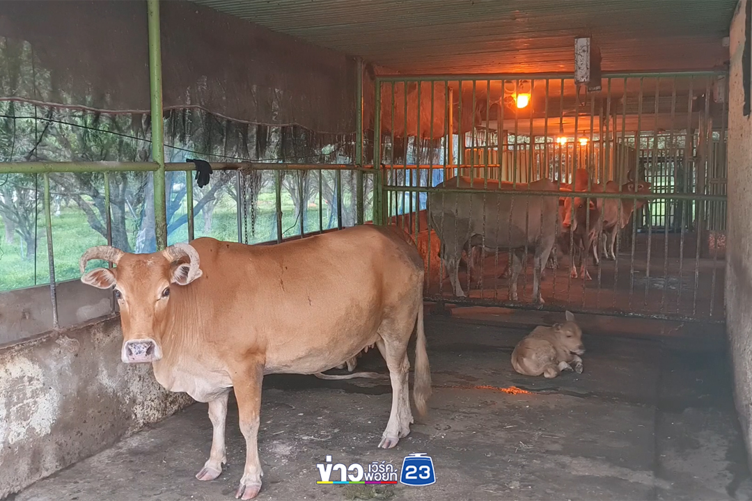 สาวสุโขทัยใจบุญเปิดคาเฟ่หาเงินเลี้ยงสุนัขจร - แมวจร กว่า 100 ชีวิต แถมไถ่ชีวิตแพะ วัว ต่อลมหายใจ