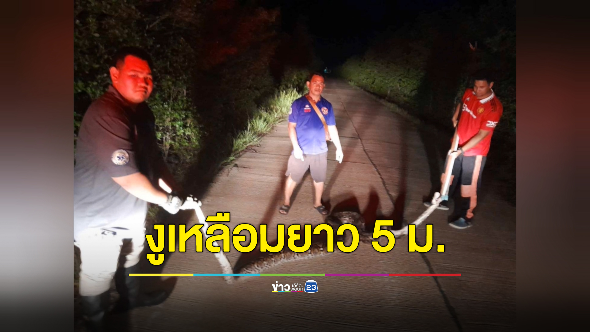 "งูเหลือม"ตัวใหญ่ ยาว 5 เมตร นอนขวางถนนเมืองปากพนัง ต้องใช้ 3 คนจับถึงเอาอยู่