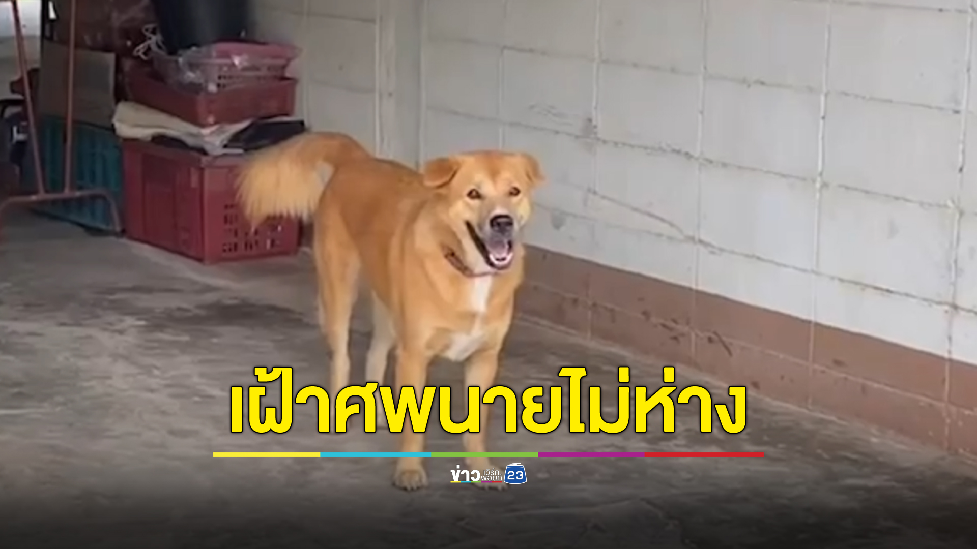 สาวใหญ่สวมชุดขาวถือศีลโดดสระน้ำจบชีวิต สุนัขตัวโปรดเฝ้ารอริมสระไม่ห่าง