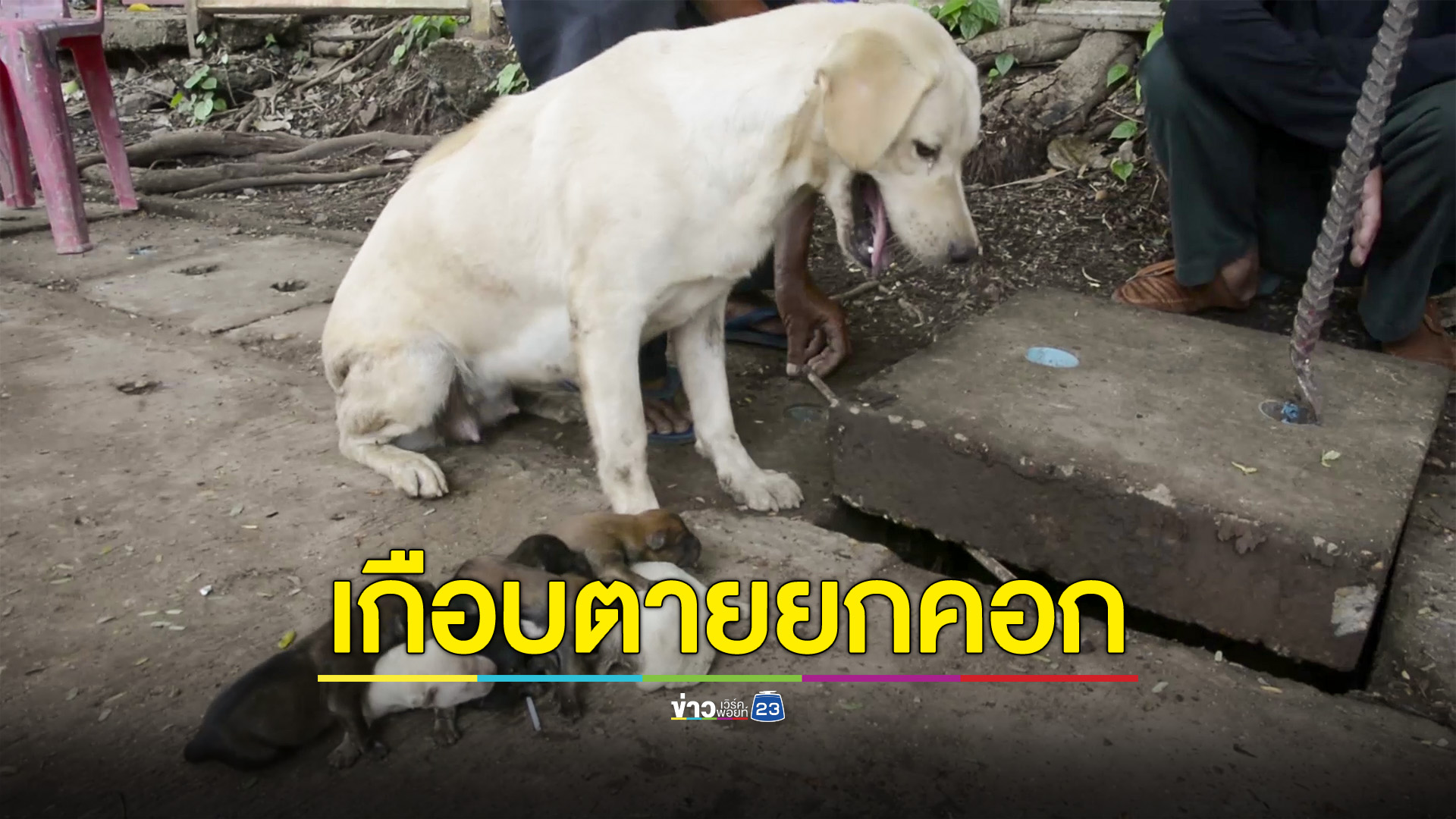 หวิดจมน้ำตายยกคอก พระและชาวบ้าน อ.ดอนตาล จ.มุกดาหาร ช่วยแม่สุนัขพร้อมลูก 6 ตัวจากท่อระบายน้ำในวัด หลังหลบคลอดลูก