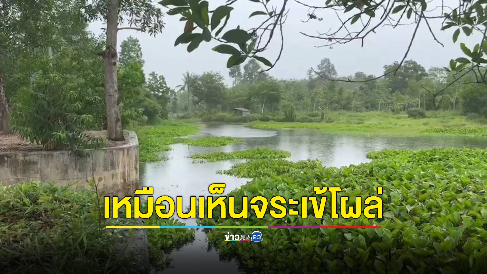 ชาวบ้านผวา! อ้างเจอจระเข้โผล่ในคลอง ประมงจังหวัดยันไม่ได้หลุดจากฟาร์ม