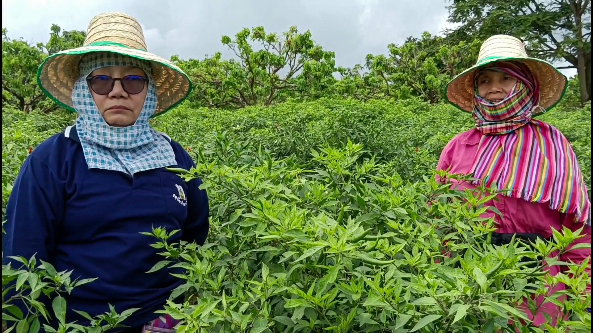 ชาวสวนพิษณุโลก ปลูกพริกแซมแปลงทุเรียน ทำรายได้ปีละนับล้าน