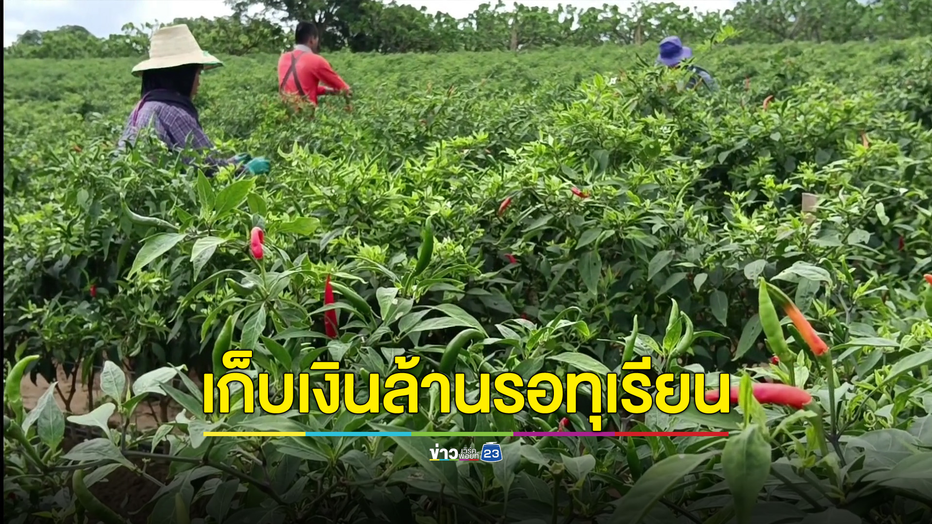 ชาวสวนพิษณุโลก ปลูกพริกแซมแปลงทุเรียน ทำรายได้ปีละนับล้าน