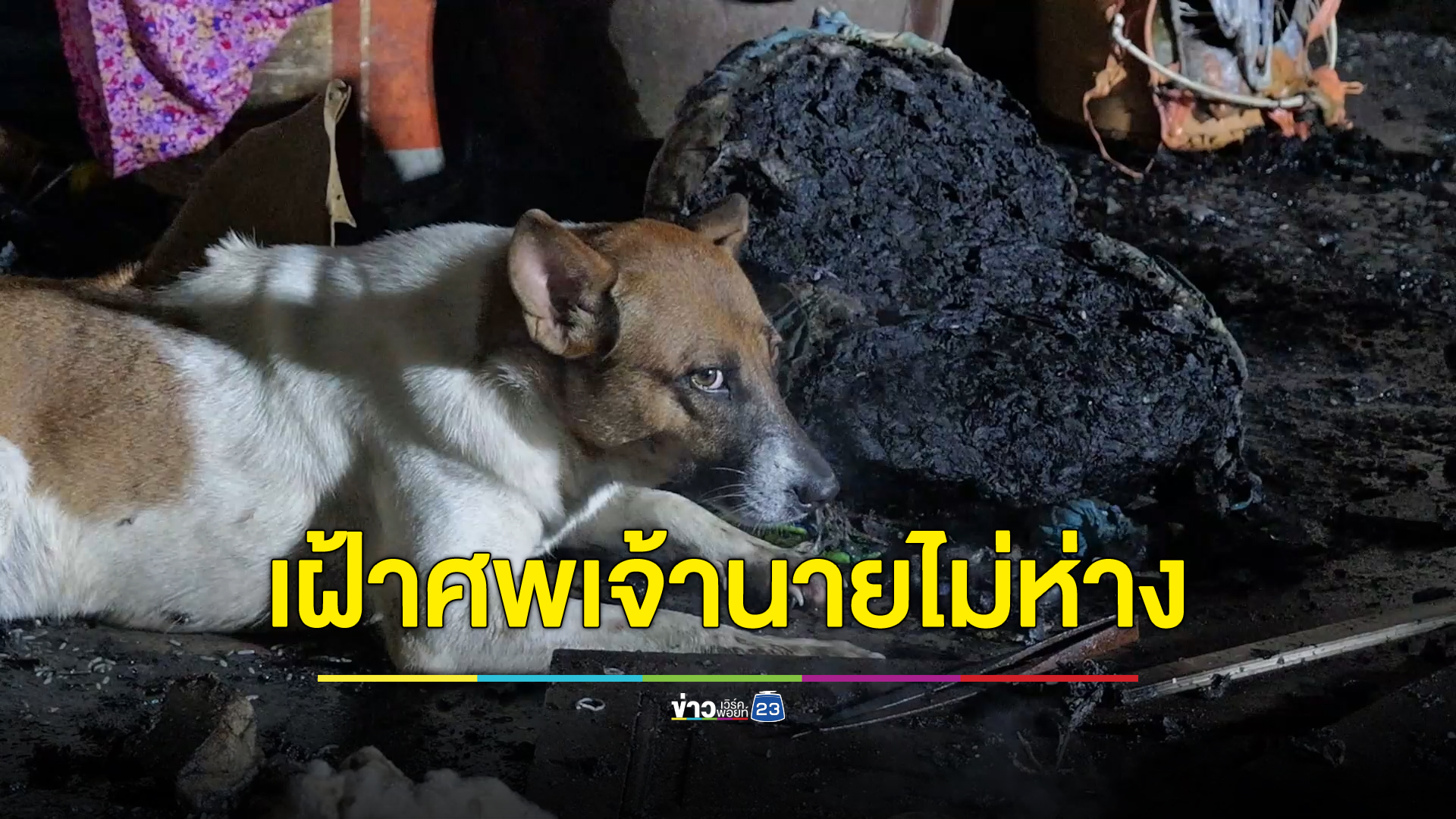 หดหู่ สุนัขวิ่งวนเฝ้าศพเจ้าของถูกไฟคลอกเสียชีวิตคาบ้าน