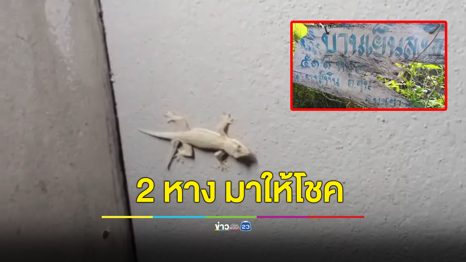 ฮือฮาพบ “จิ้งจก 2 หาง” เชื่อให้โชค