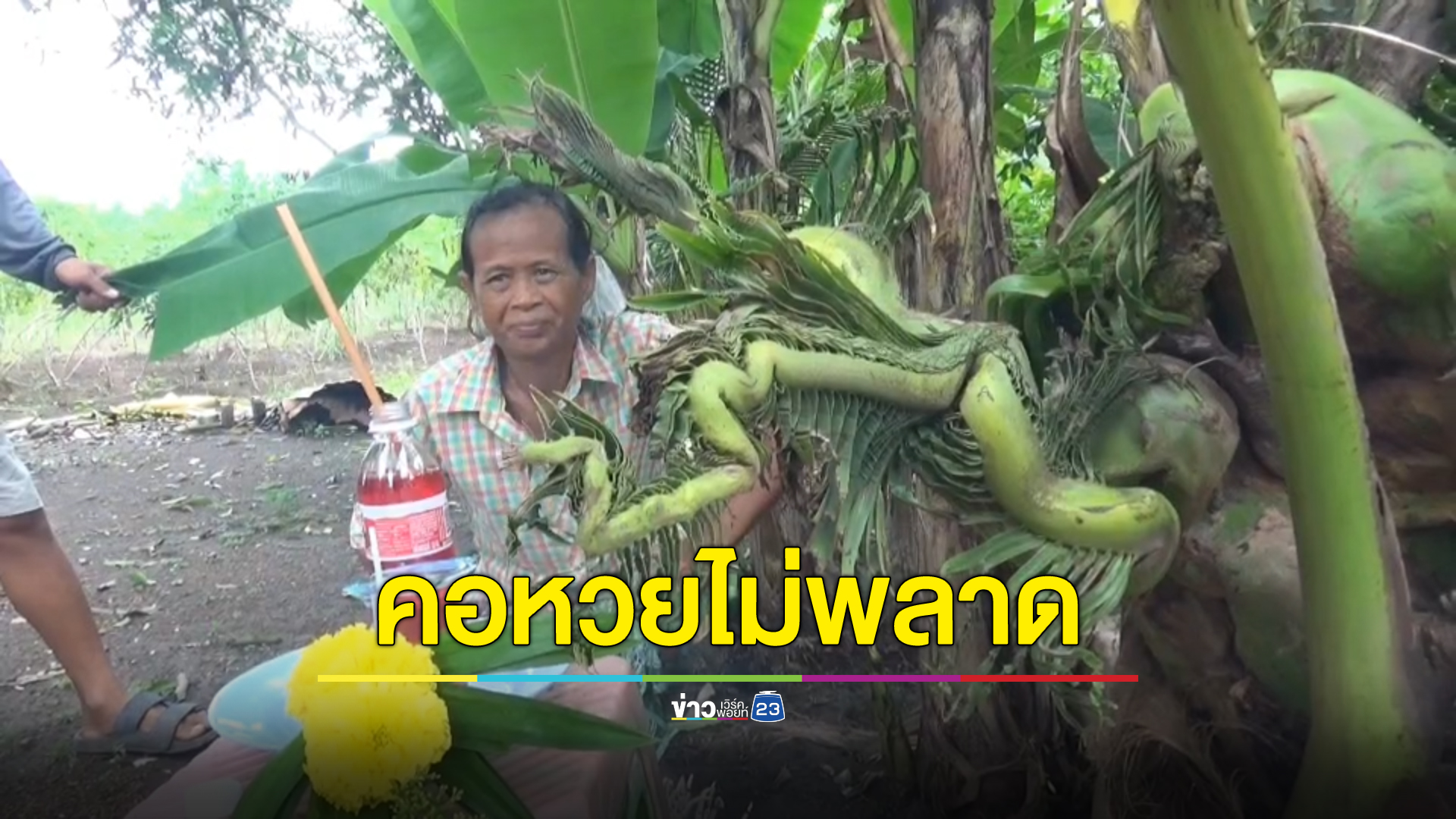 ขอ"เลขเด็ด"ยอดมะพร้าวคล้ายเศียรพระยานาค