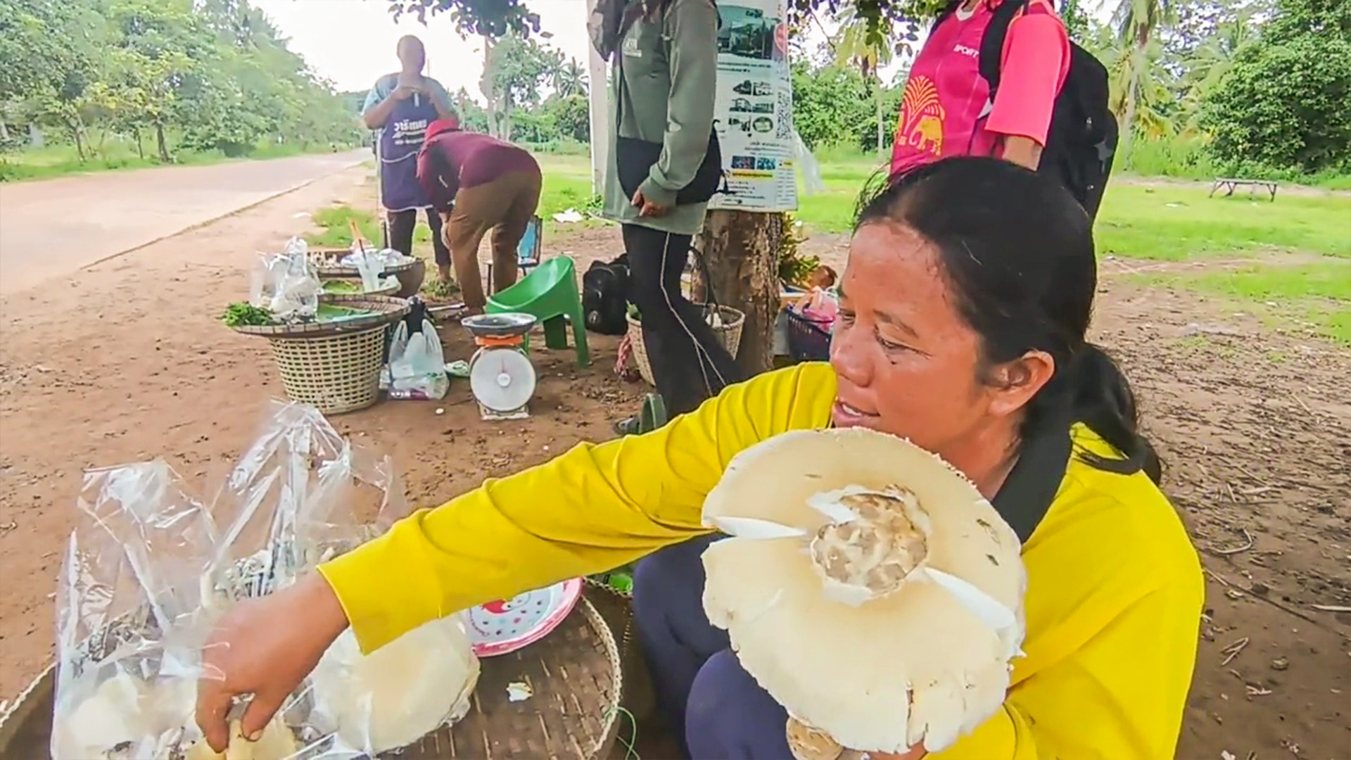 ราชาเห็ดป่าออกแล้วในรอบปี ชาวบ้านแห่หากินและขายสร้างรายได้สุดปัง