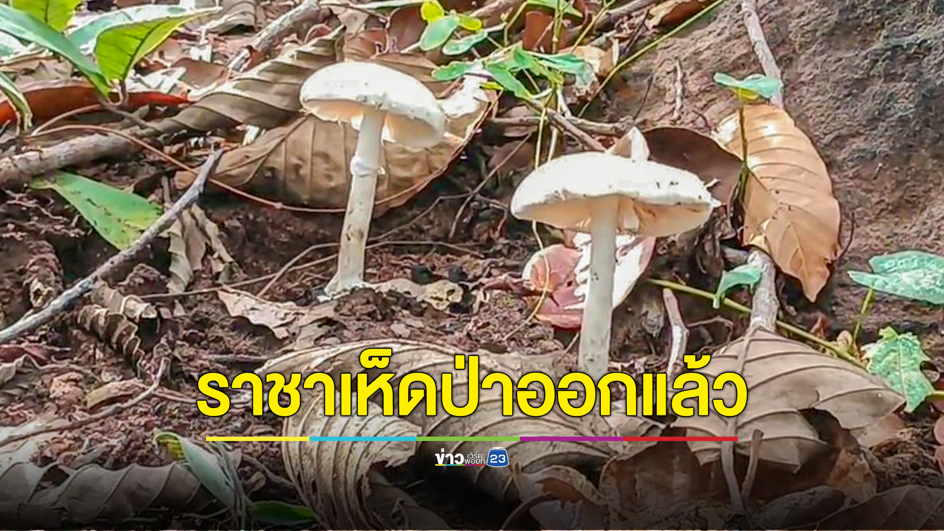 ราชาเห็ดป่าออกแล้วในรอบปี ชาวบ้านแห่หากินและขายสร้างรายได้สุดปัง