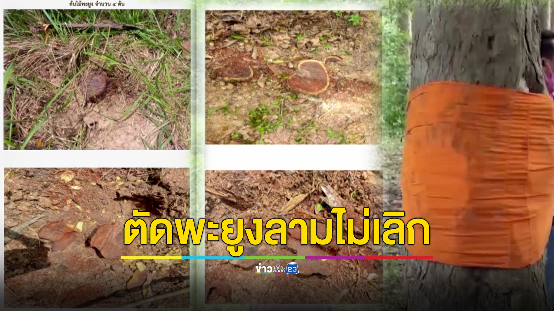 ลามไม่เลิกตัดไม้พะยูงขายเพิ่มแห่งที่ 11 จี้ สตง.สอบเส้นทางรายรับธนารักษ์