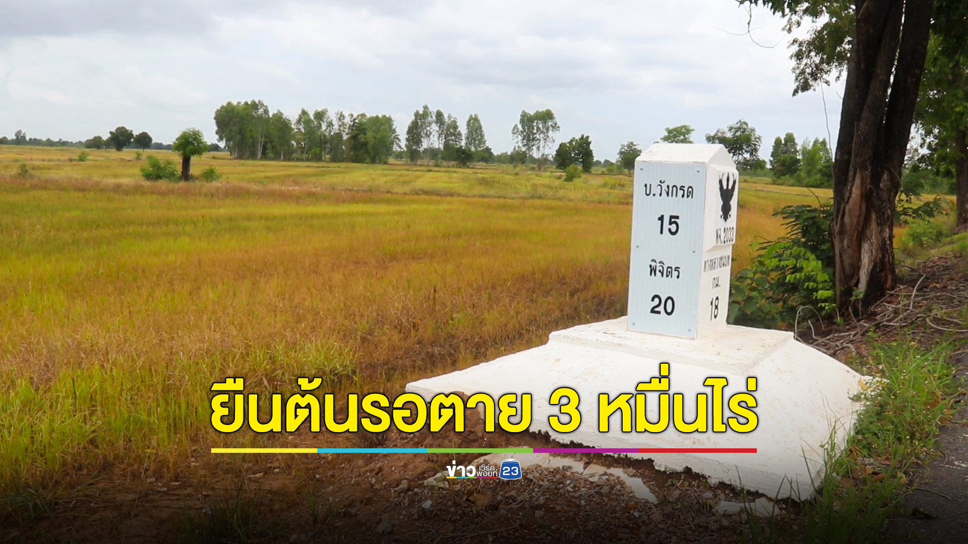 ชาวนาพิจิตร วอนเร่งทำฝนเทียม หลังข้าวหอมมะลิยืนต้นทยอยตายกว่า 3 หมื่นไร่