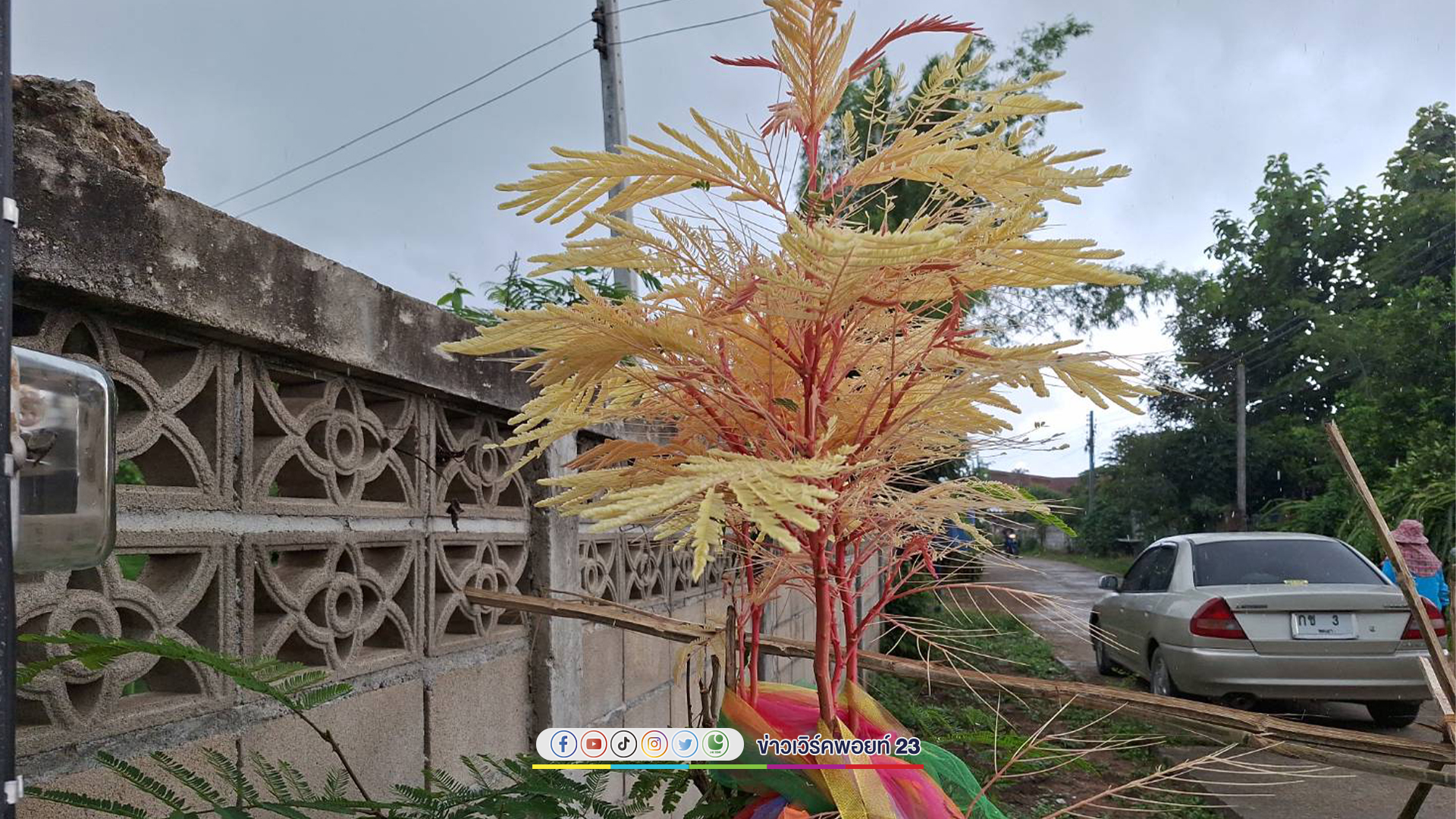ฮือฮา "ต้นส้มป่อย" กิ่งสีแดง ใบสีทอง ชาวบ้านแห่ตีเลขเด็ด