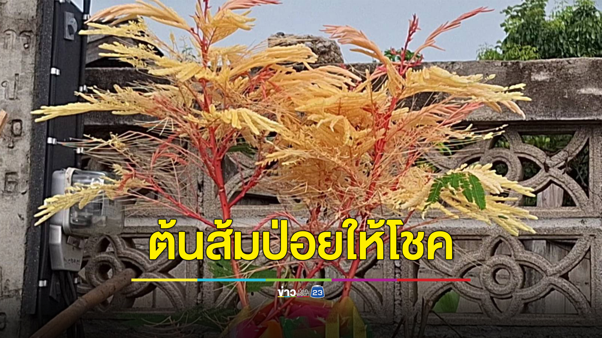 ฮือฮา "ต้นส้มป่อย" กิ่งสีแดง ใบสีทอง ชาวบ้านแห่ตีเลขเด็ด
