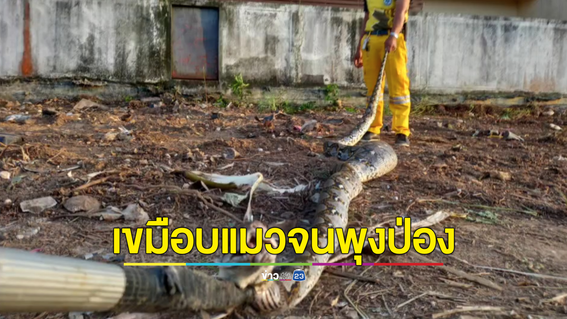งูเหลือมยักษ์สิ้นท่า เขมือบแมวมุดลงโพรงไม่ได้