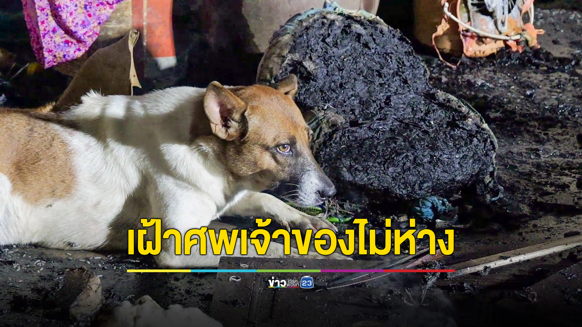 สลด! ไฟไหม้บ้านวอดเกือบทั้งหลัง พบศพผู้เฒ่าถูกไฟคลอก มีสุนัข2ตัวนอนเฝ้าศพไม่ห่าง