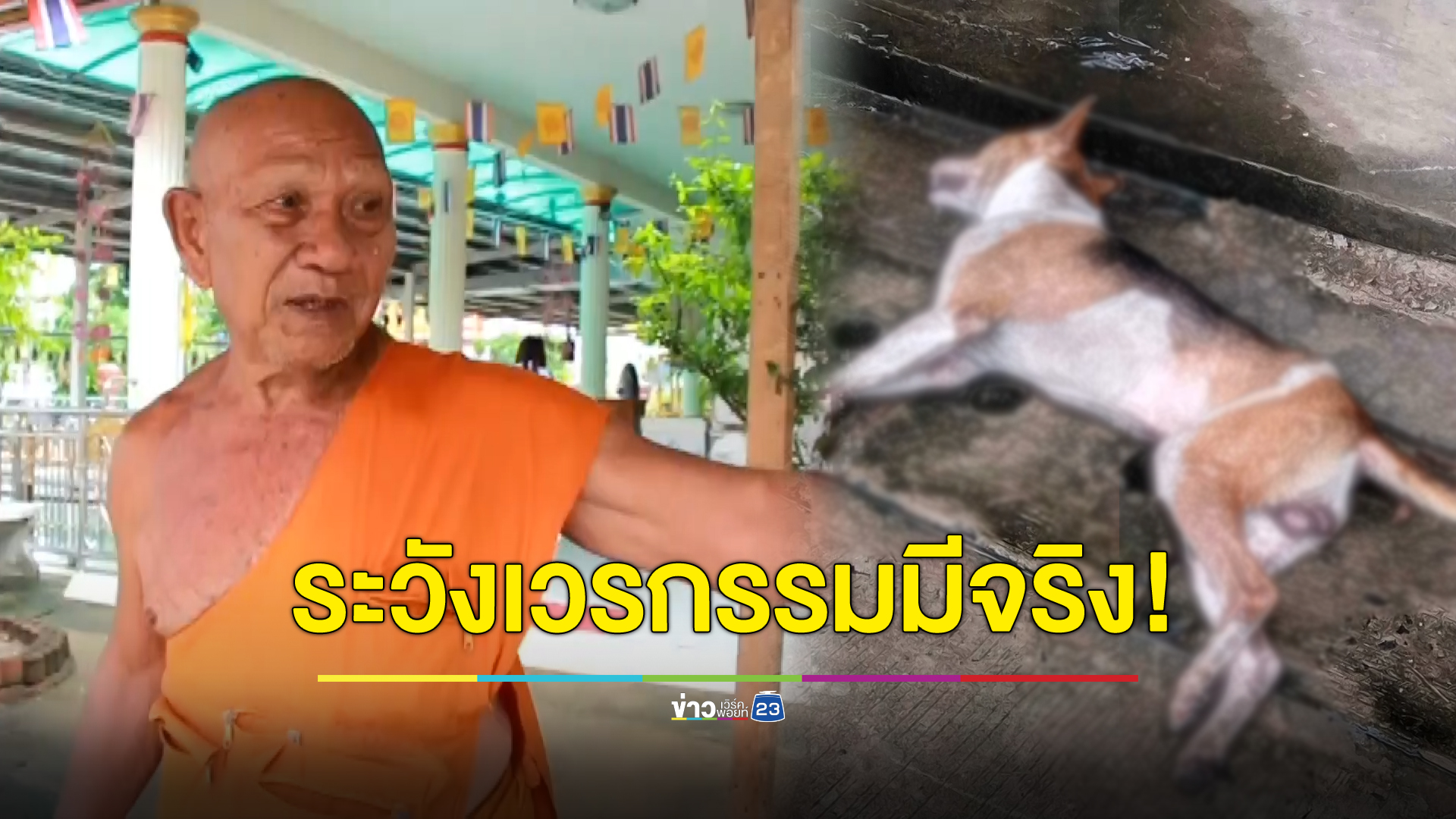 คนใจร้ายวางยาหมาตายเกลื่อนวัด หลวงตาบอกระวังเวรกรรม